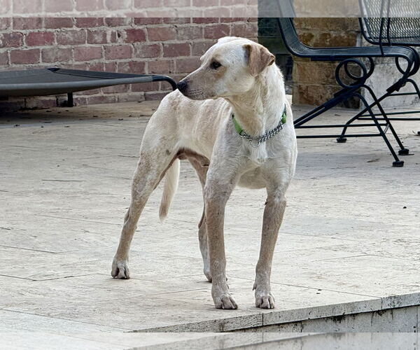 Medium Photo #9 Labrador Retriever-Unknown Mix Puppy For Sale in The Woodlands, TX, USA