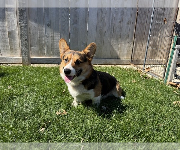 Medium Photo #12 American Corgi Puppy For Sale in CANAL WINCHESTER, OH, USA