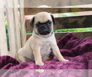 Jug Puppy for sale in SHILOH, OH, USA