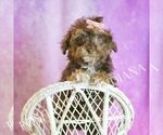Small Photo #25 Poodle (Miniature) Puppy For Sale in WARSAW, IN, USA