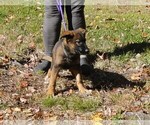 Small Photo #11 German Shepherd Dog Puppy For Sale in NORTHWOOD, NH, USA