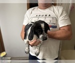 Small Photo #15 Schweenie Puppy For Sale in DOTHAN, AL, USA
