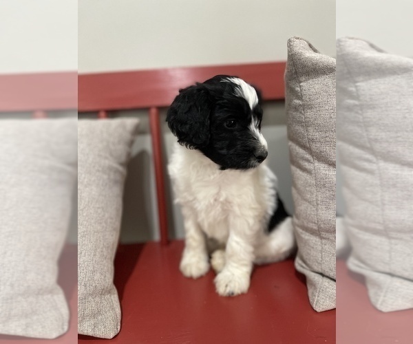 Medium Photo #7 Aussiedoodle Puppy For Sale in CRAWFORDSVILLE, IN, USA