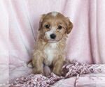 Small #2 Poovanese