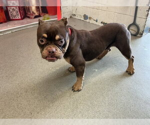 Bulldog-Unknown Mix Dogs for adoption in San Bernardino, CA, USA