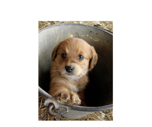 Bea-Tzu Puppy for sale in BUCKLIN, MO, USA