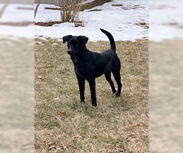 Medium Photo #6 Labrador Retriever-Unknown Mix Puppy For Sale in Rockaway, NJ, USA