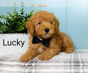 Goldendoodle (Miniature) Puppy for sale in MILLERSBURG, IN, USA