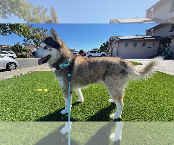 Medium Photo #2 - Mix Puppy For Sale in Woodland Hills, CA, USA