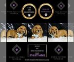 Small #4 Dachshund