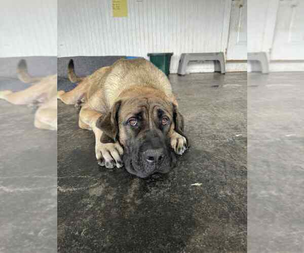 Medium Photo #1 Mastiff Puppy For Sale in ONEIDA, TN, USA