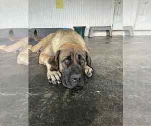 Mother of the Mastiff puppies born on 08/03/2025