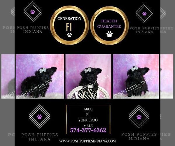 Medium Photo #105 Yorkipoo Puppy For Sale in WARSAW, IN, USA