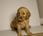 Puppy 2 Doodle-Goldendoodle Mix