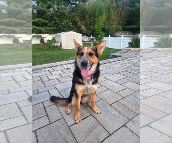 Medium Photo #5 Unknown-Welsh Corgi Mix Puppy For Sale in Oakhurst, NJ, USA