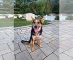 Small #4 Welsh Corgi Mix