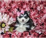 Small Photo #6 Pomsky Puppy For Sale in CHRISTIANA, PA, USA