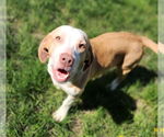 Small #3 Basset Hound Mix