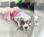Small #2 American Bulldog Mix