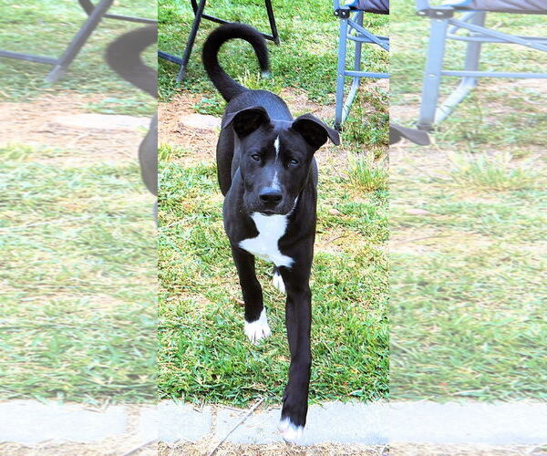 Medium Photo #10 Labrador Retriever-Unknown Mix Puppy For Sale in San Diego, CA, USA
