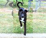 Small #9 Labrador Retriever Mix