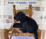 Small Photo #4 Dalmadoodle Puppy For Sale in LAWRENCEBURG, KY, USA