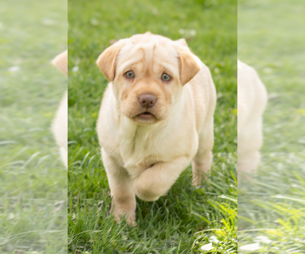Medium Photo #4 Cocker-Pei Puppy For Sale in MILLERSBURG, IN, USA