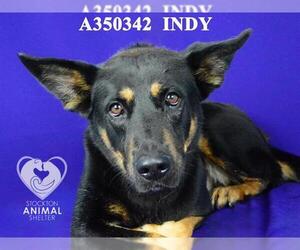 German Shepherd Dog Dogs for adoption in Stockton, CA, USA