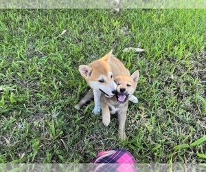 Shiba Inu Puppy for Sale in MERRITT IS, Florida USA