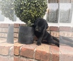 Small #4 Labrador Retriever