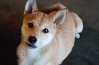 Shiba Inu Puppy for sale in HENDERSON, NV, USA