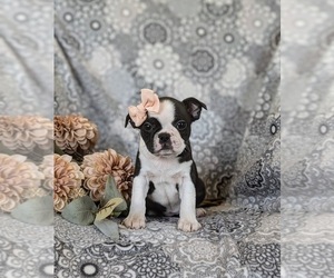 Boston Terrier Puppy for sale in RISING SUN, MD, USA