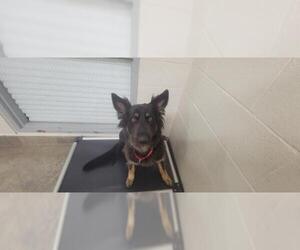 German Shepherd Dog Dogs for adoption in Jackson, CA, USA
