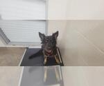Small German Shepherd Dog