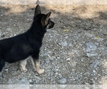 Small Photo #5 German Shepherd Dog Puppy For Sale in WALTON, KY, USA