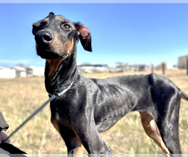Medium Photo #26 Doberman Pinscher Puppy For Sale in Boonton, NJ, USA