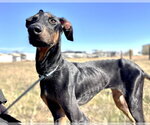 Small #25 Doberman Pinscher