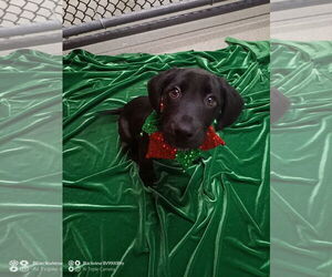 Mutt Dogs for adoption in Sterling, MA, USA