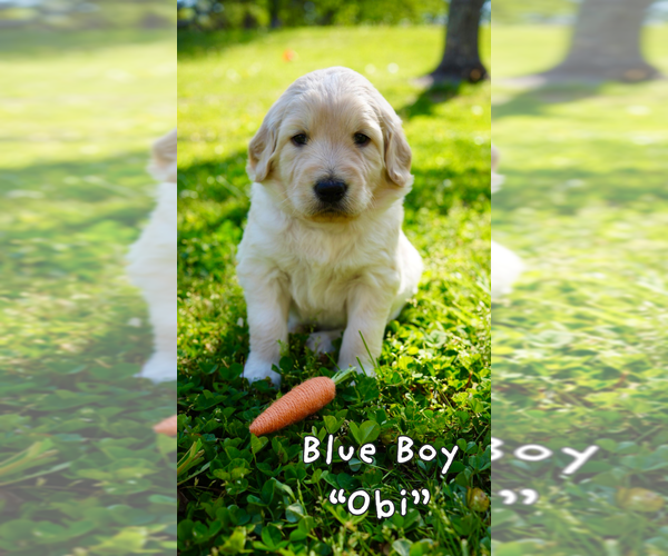 Medium Photo #12 Goldendoodle Puppy For Sale in MATTHEWS, NC, USA