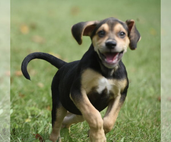 Medium Photo #2 Australian Shepherd-Beagle Mix Puppy For Sale in Mechanicsburg, PA, USA