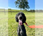 Small #2 Poodle (Standard)