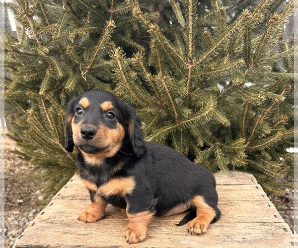 Medium Photo #4 Dachshund Puppy For Sale in MIDDLEBURY, IN, USA