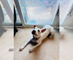 Small #5 American Pit Bull Terrier-American Staffordshire Terrier Mix