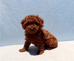 Small #9 Poodle (Toy)