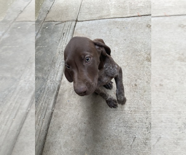 Medium Photo #2 German Shorthaired Pointer Puppy For Sale in RIVERSIDE, CA, USA