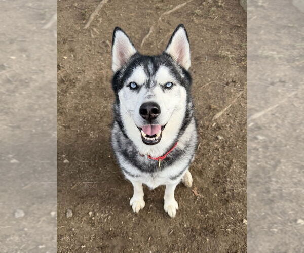 Medium Photo #2 Siberian Husky Puppy For Sale in Brewster, NY, USA