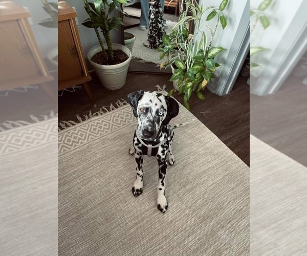 Medium Photo #1 Dalmatian Puppy For Sale in INDIANAPOLIS, IN, USA