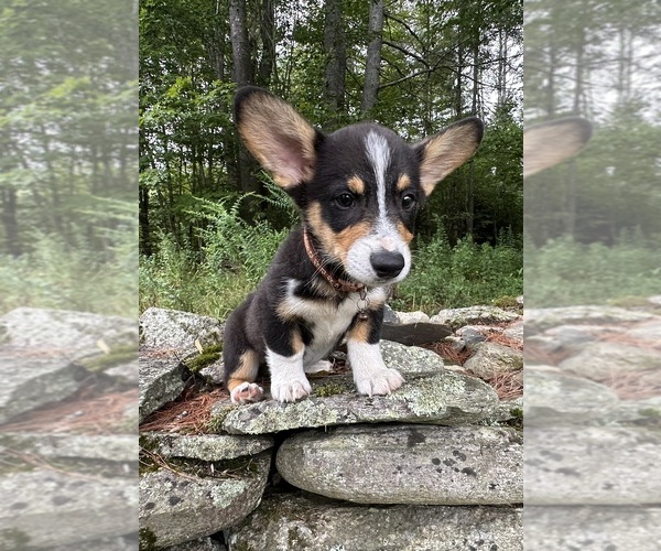 Medium Photo #22 Pembroke Welsh Corgi Puppy For Sale in PERKINSVILLE, VT, USA