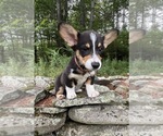 Small #21 Pembroke Welsh Corgi