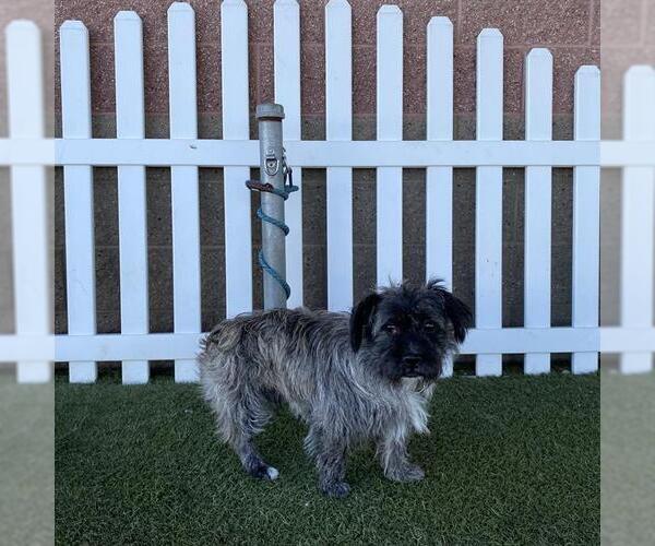 Medium Photo #1 French Bulldog-Miniature Schnauzer Mix Puppy For Sale in Modesto, CA, USA